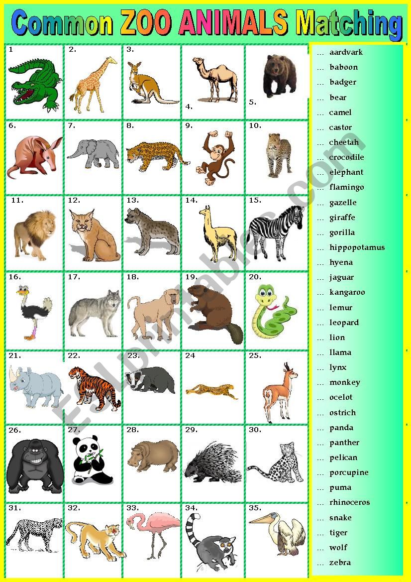 Common ZOO ANIMALS. Matching. + key