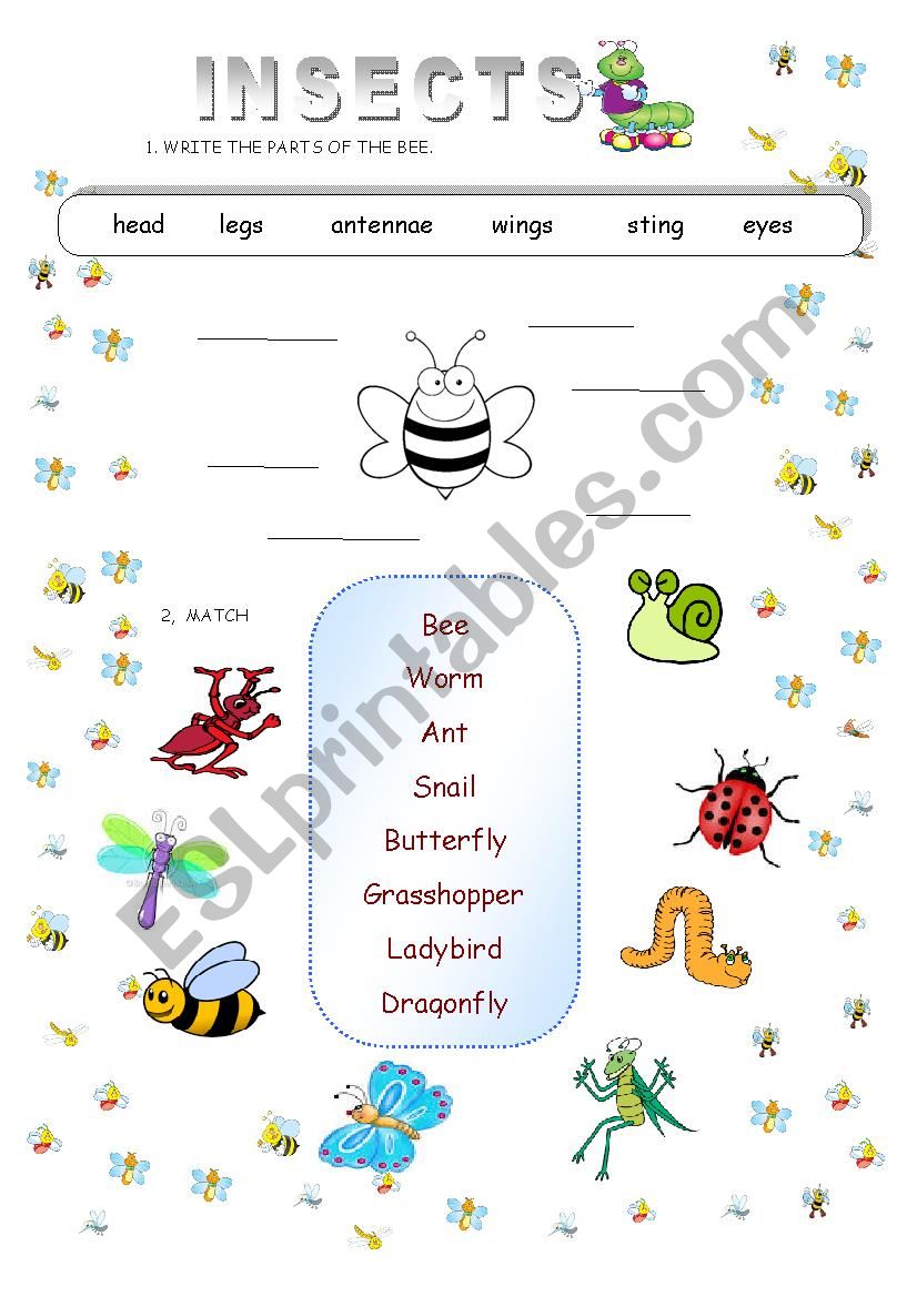 INSECTS worksheet