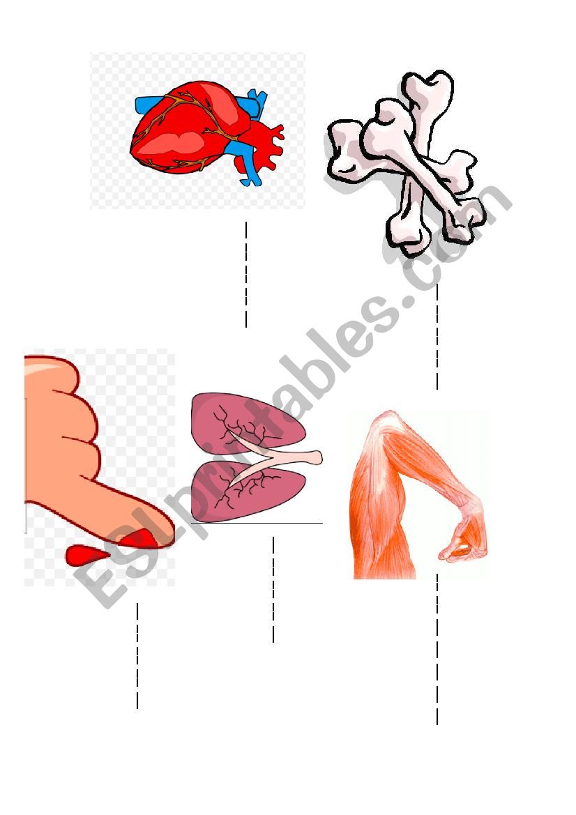 internal parts of a body (Kids box 4)
