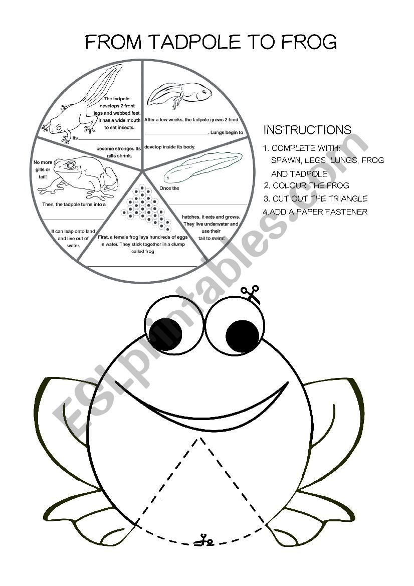 Frog life cycle worksheet