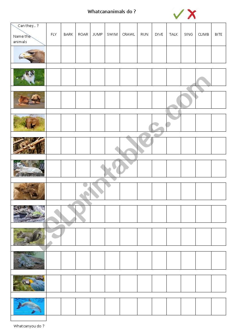 What can animals do worksheet