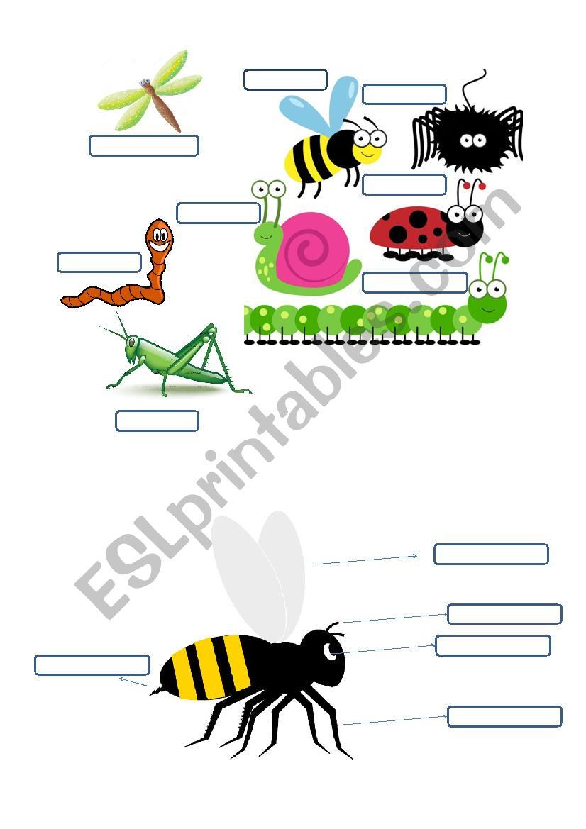 INSECTS worksheet