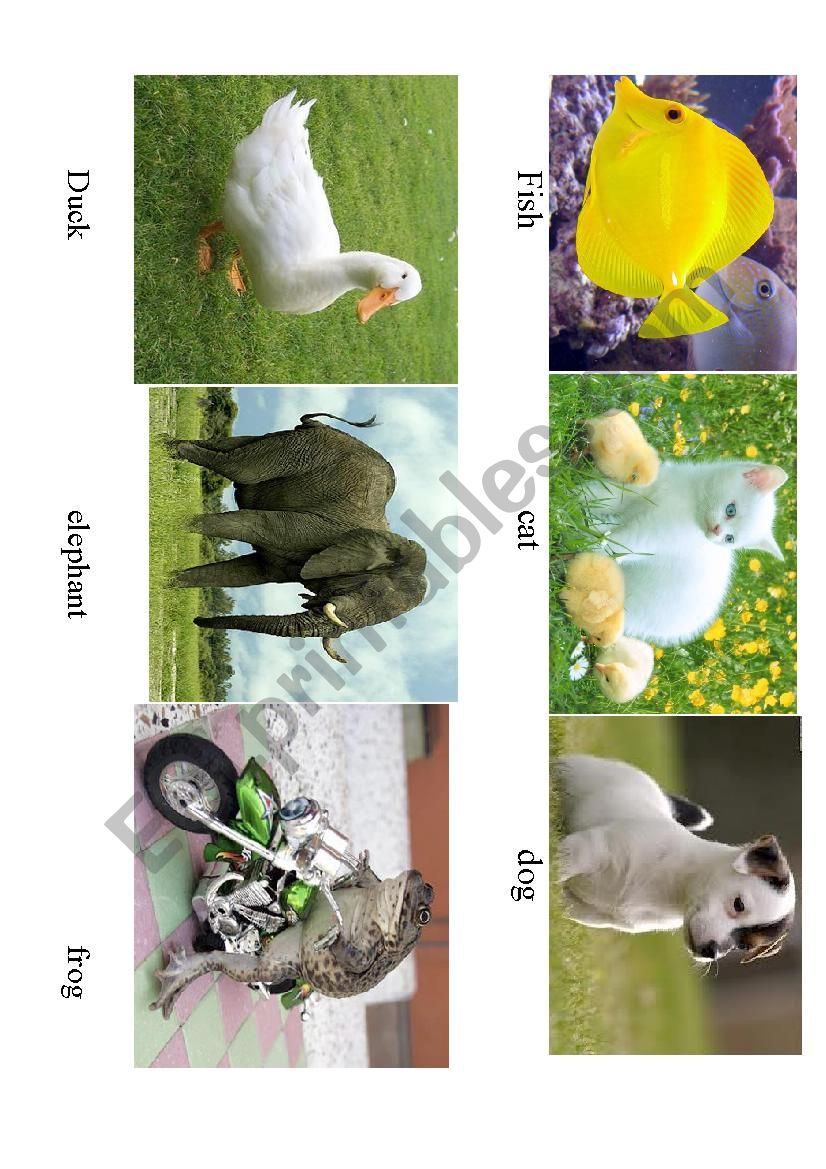 my favourite animals worksheet