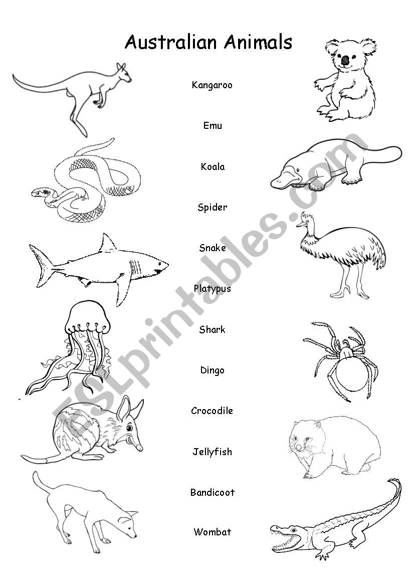 Australian Animals worksheet