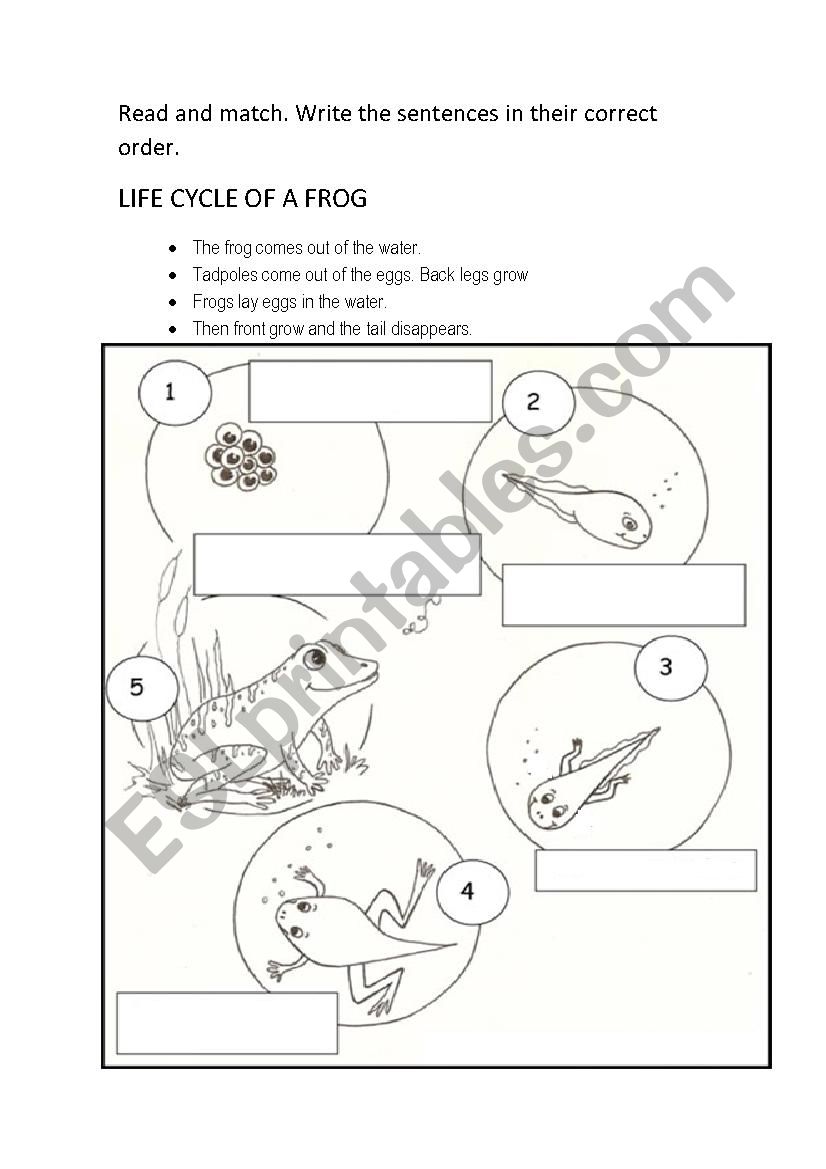 ANIMALS worksheet