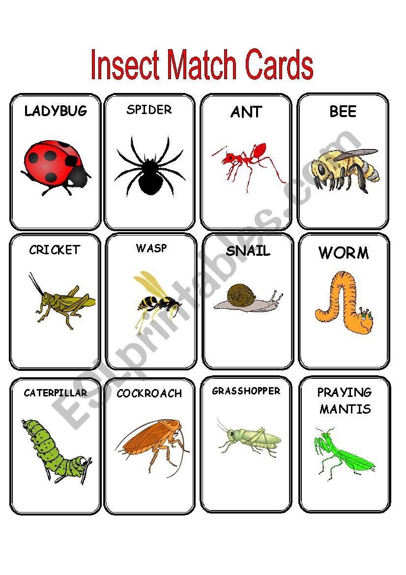 Insect Match Cards worksheet