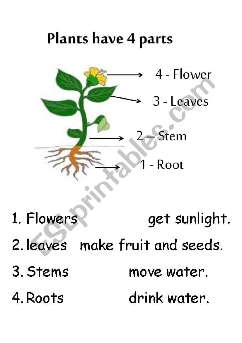 plant parts and function - ESL worksheet by TREANDVICKY With Plant Parts And Functions Worksheet