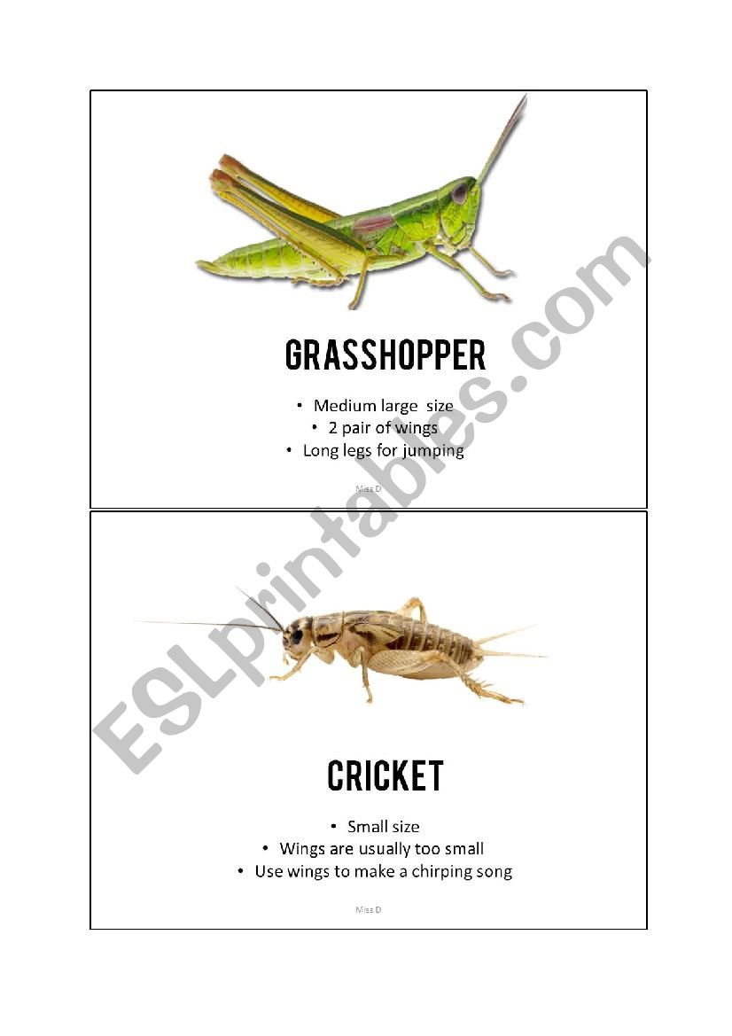 Insect picture cards worksheet