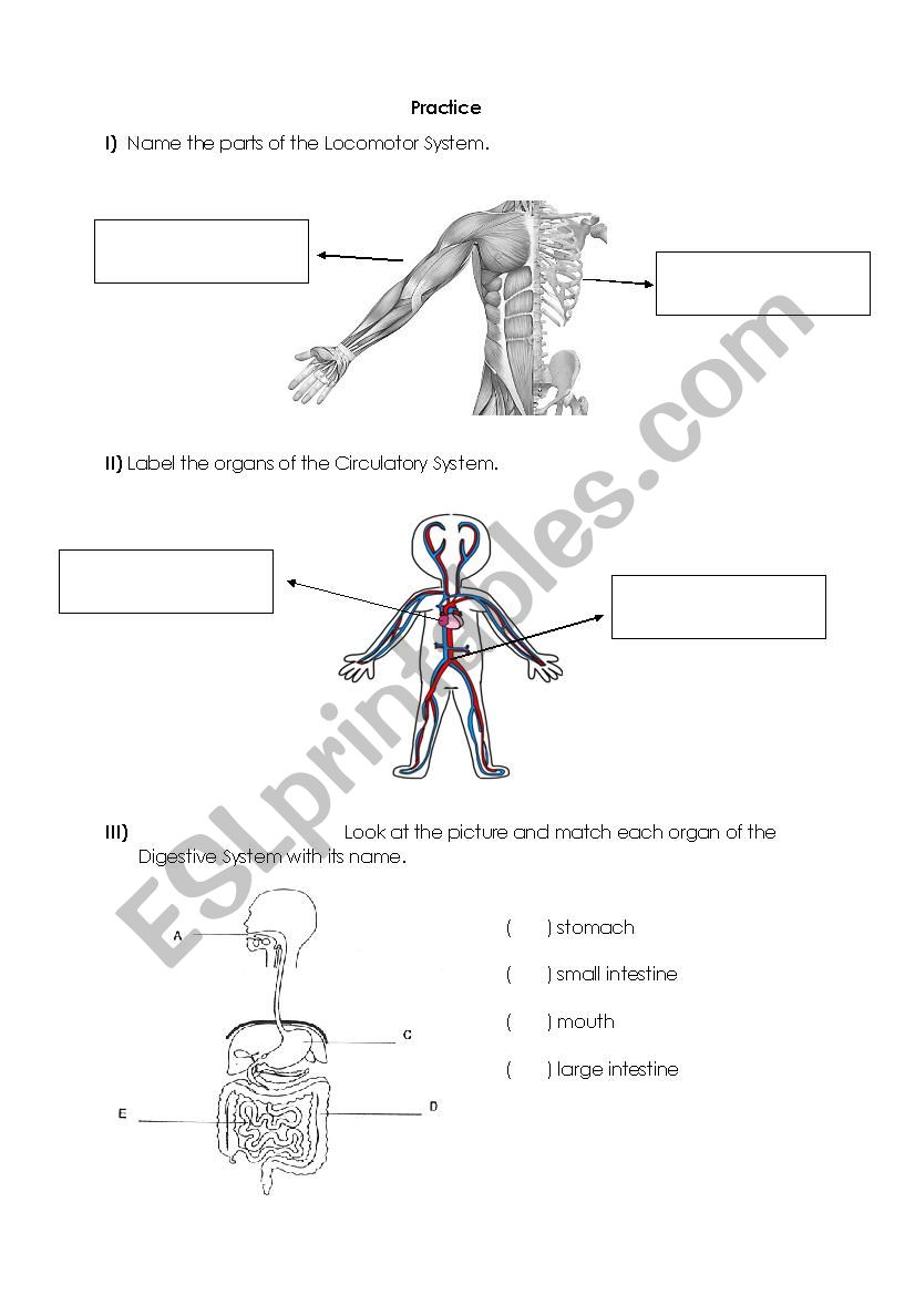 Body Systems worksheet