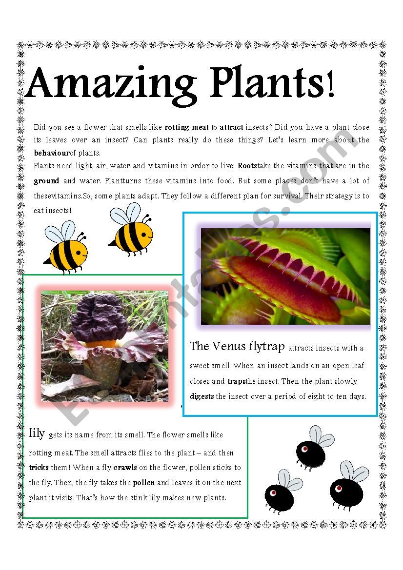 Plants worksheet