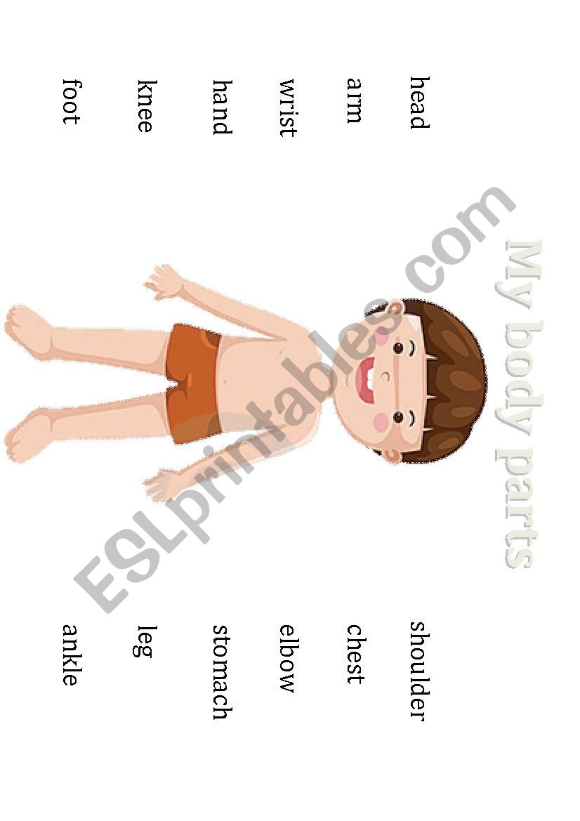 My Body parts worksheet