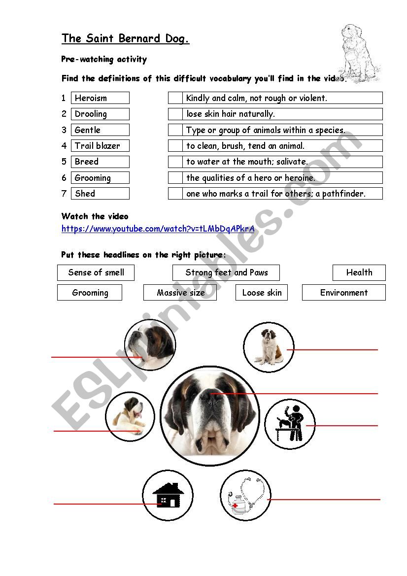 The Saint Bernard Dog worksheet
