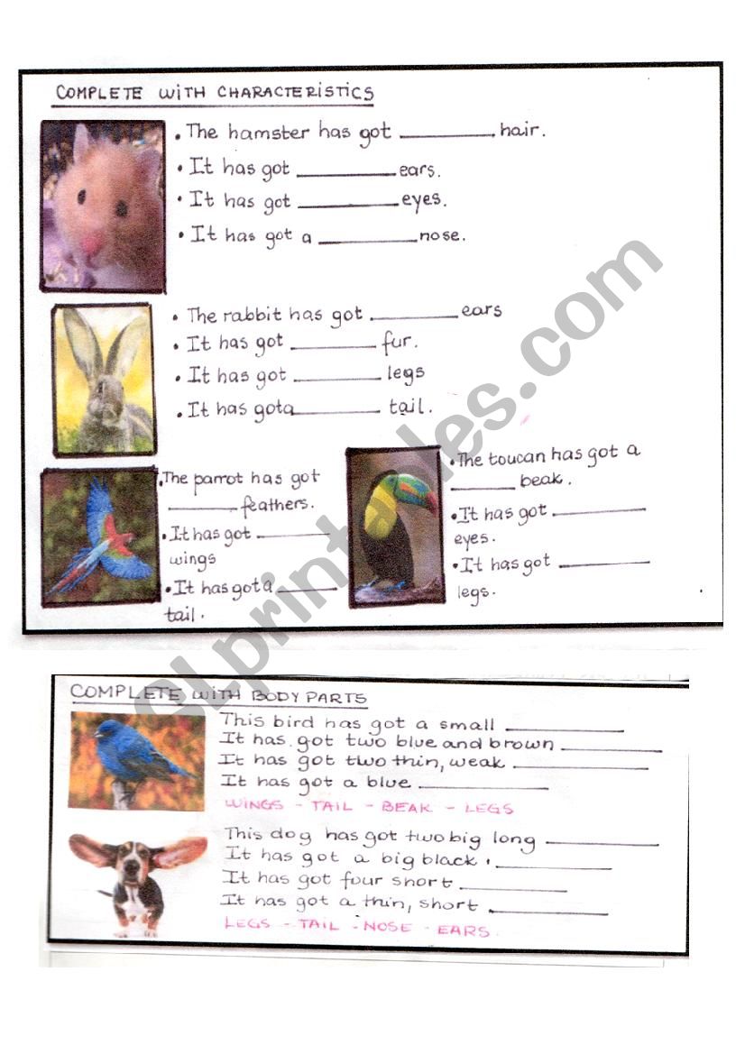 Pets worksheet