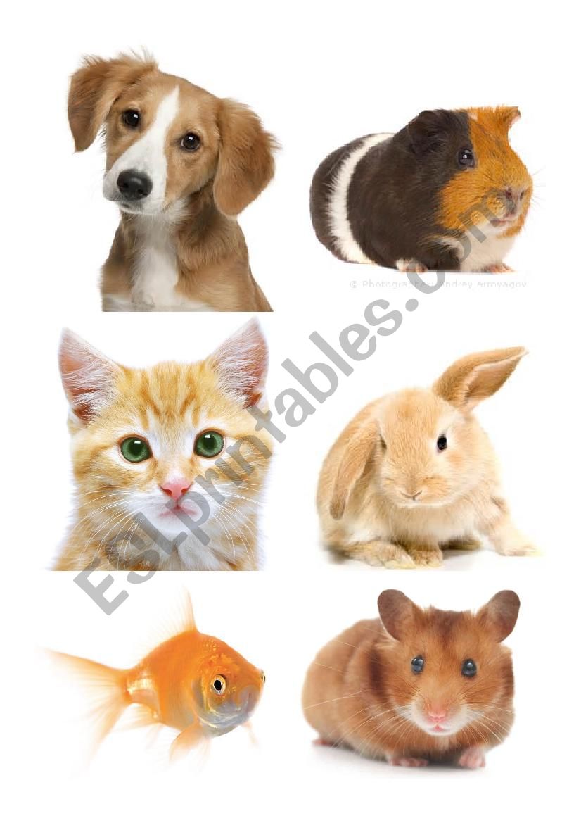 Pets - Pictures and names to cut out