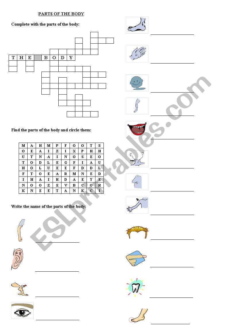 Parts of the body worksheet