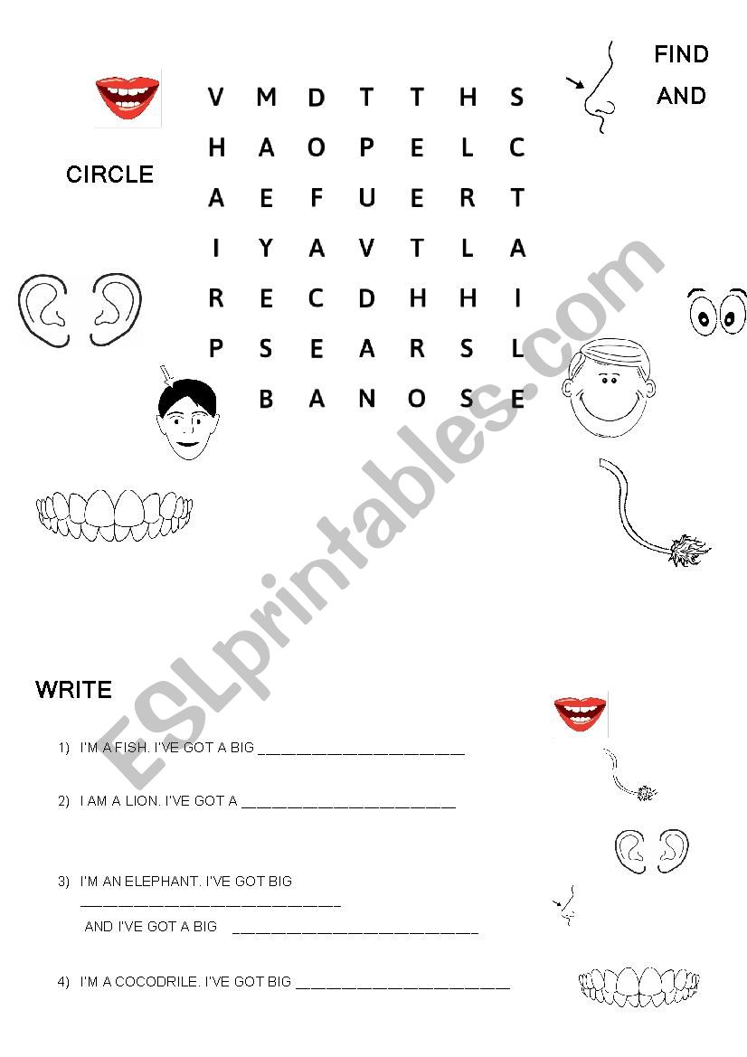 Parts of the face worksheet