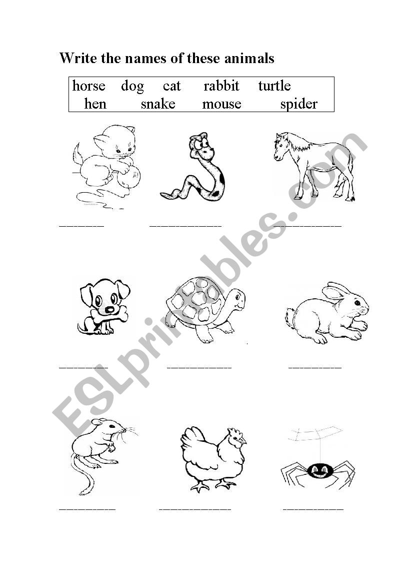 Animals worksheet