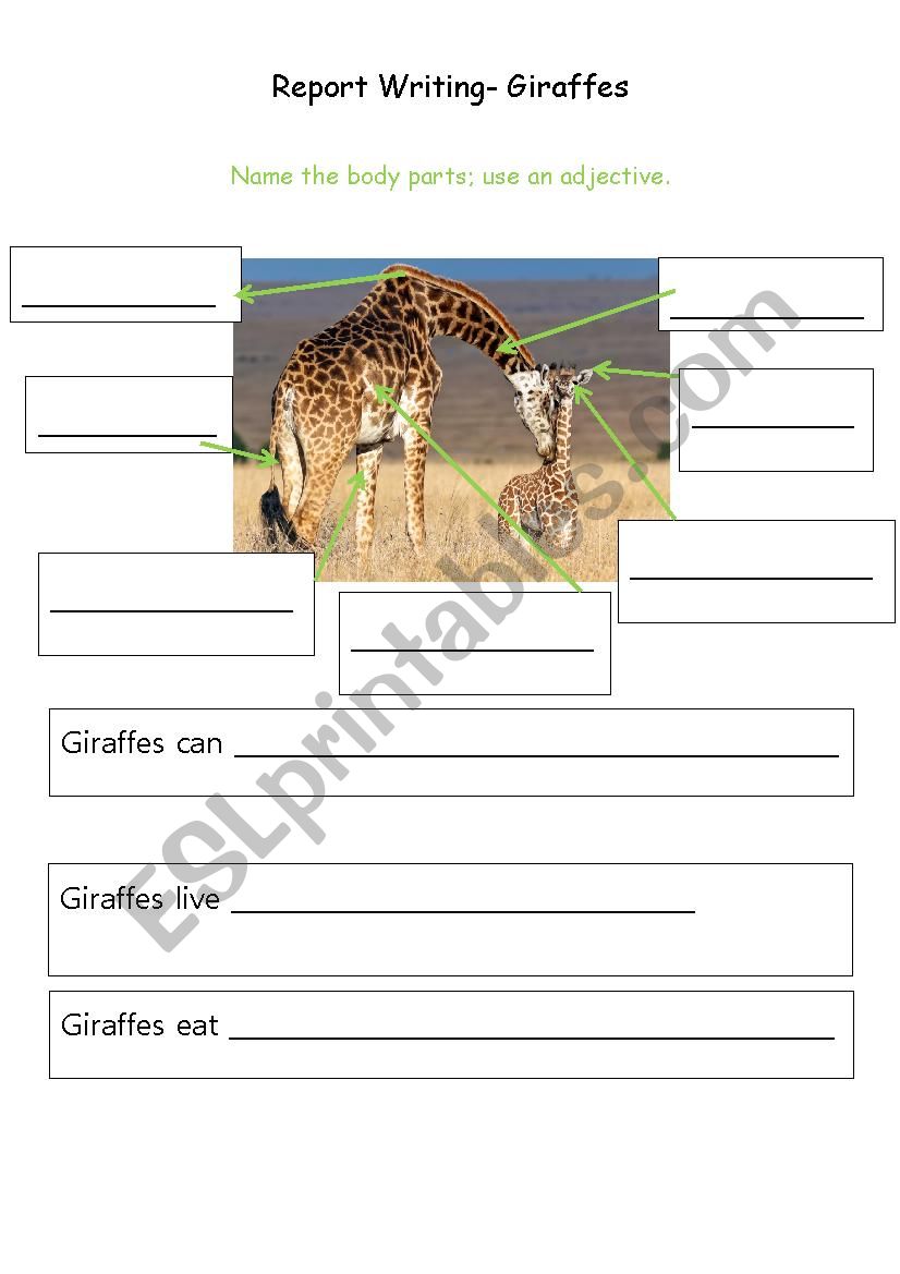 Writing Giraffes Report - ESL worksheet by emcglew In Report Writing Template Ks1