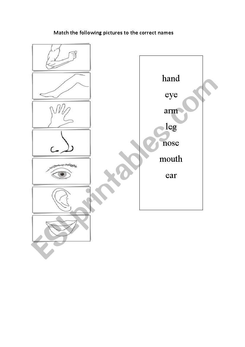 Body parts worksheet