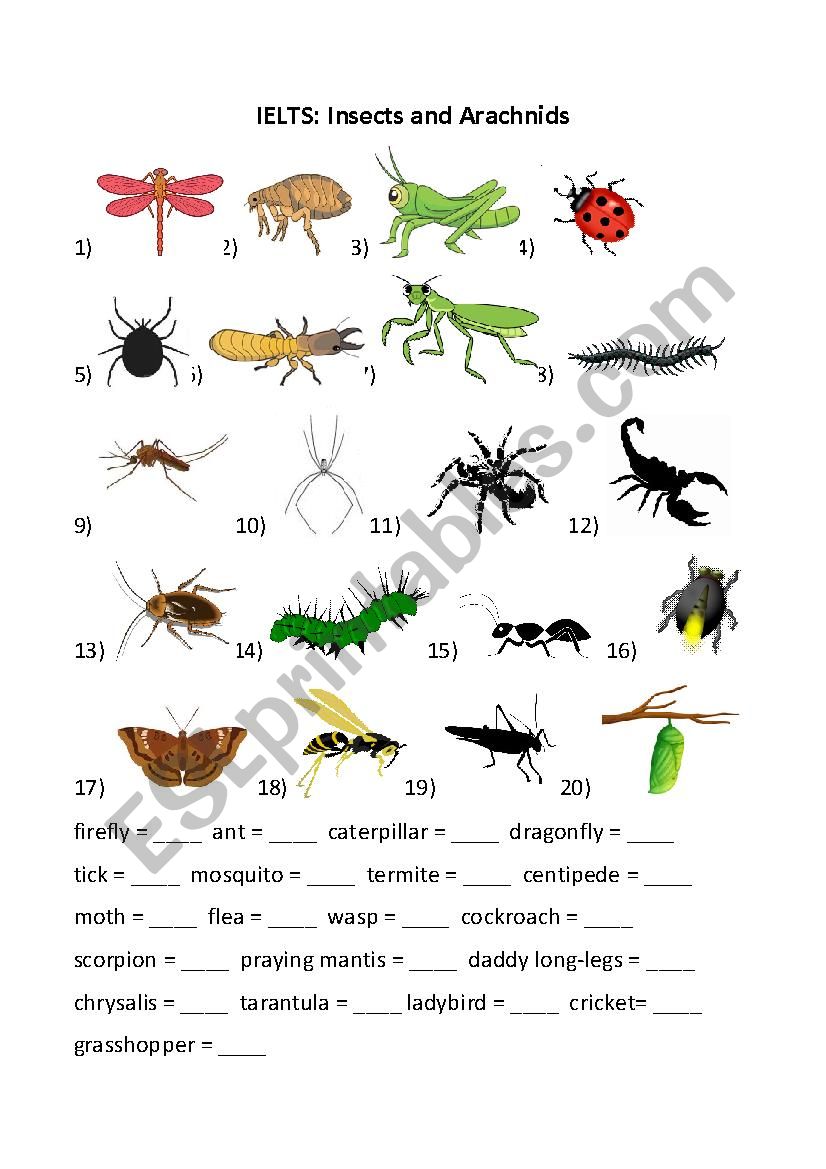 Insects and Arachnids worksheet