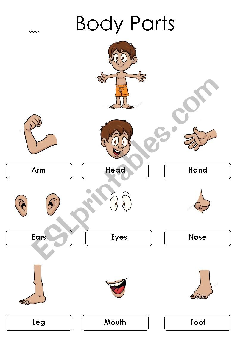 The parts of the body worksheet