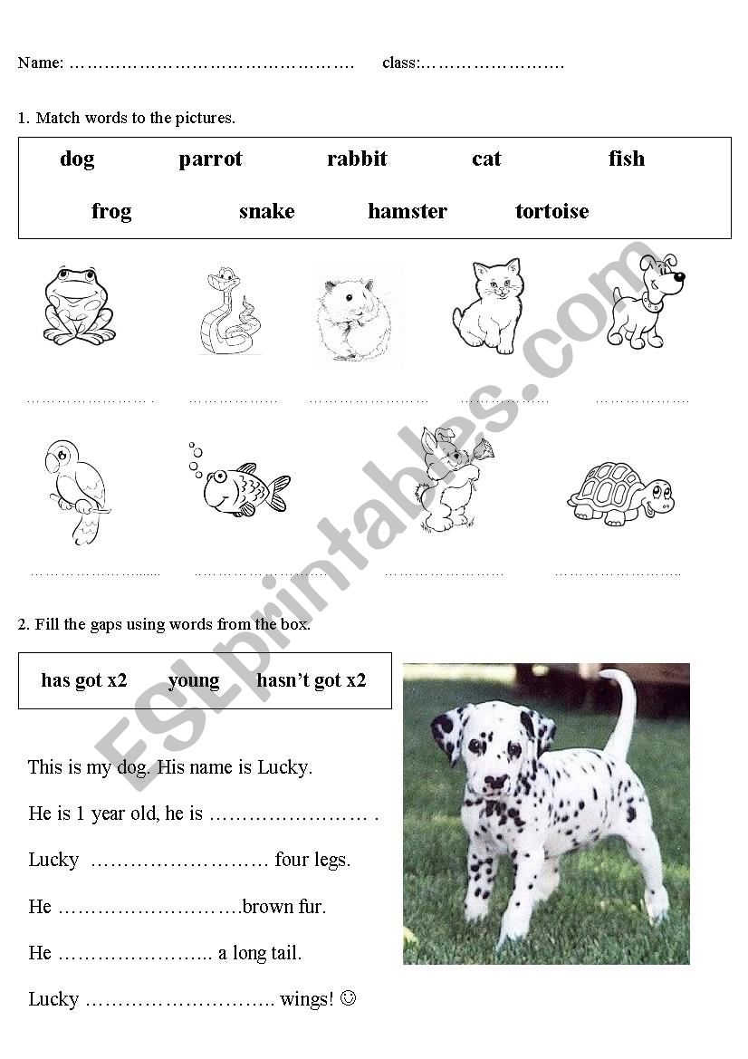 pets worksheet