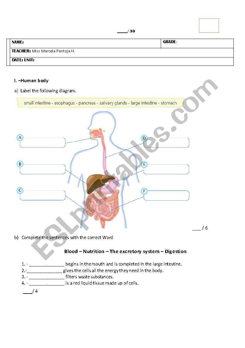 my body worksheet