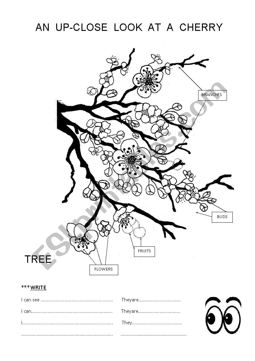 AN UP-CLOSE LOOK AT A CHERRY TREE