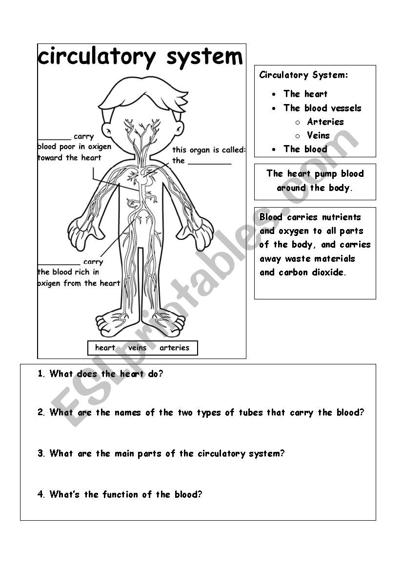 Circulatory System - ESL worksheet by Teacher Claudia M. Regarding The Circulatory System Worksheet