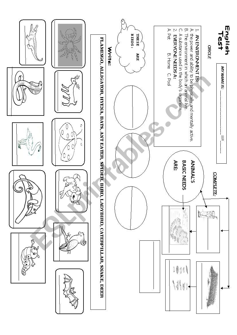 ANIMAL TEST  worksheet