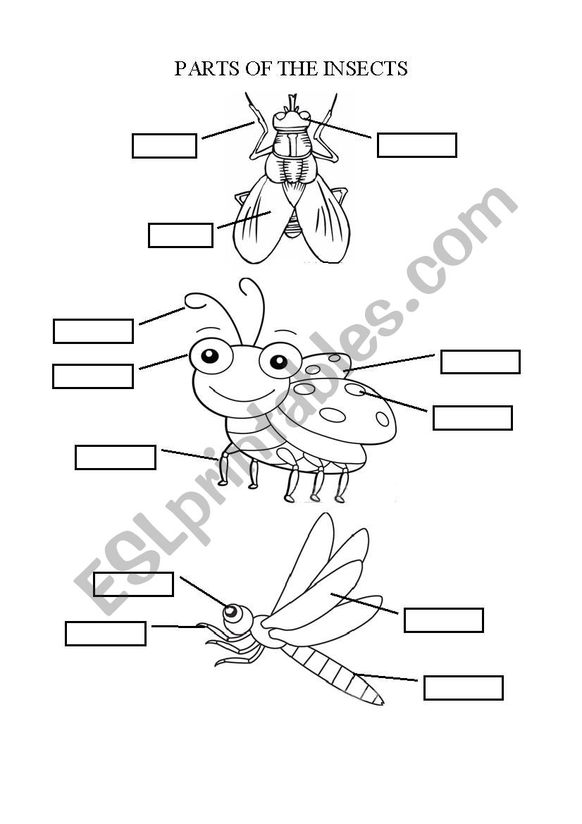 PARTS OF THE INSECT - ESL worksheet by Marelyn