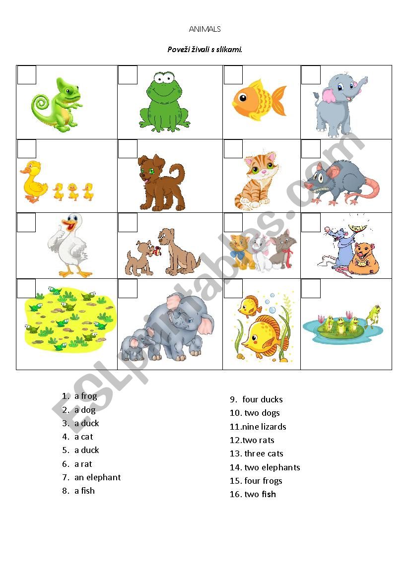 Animals - Singular and Plural worksheet