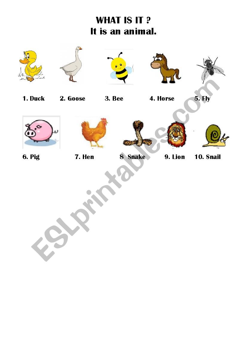 Animals and Numbers worksheet