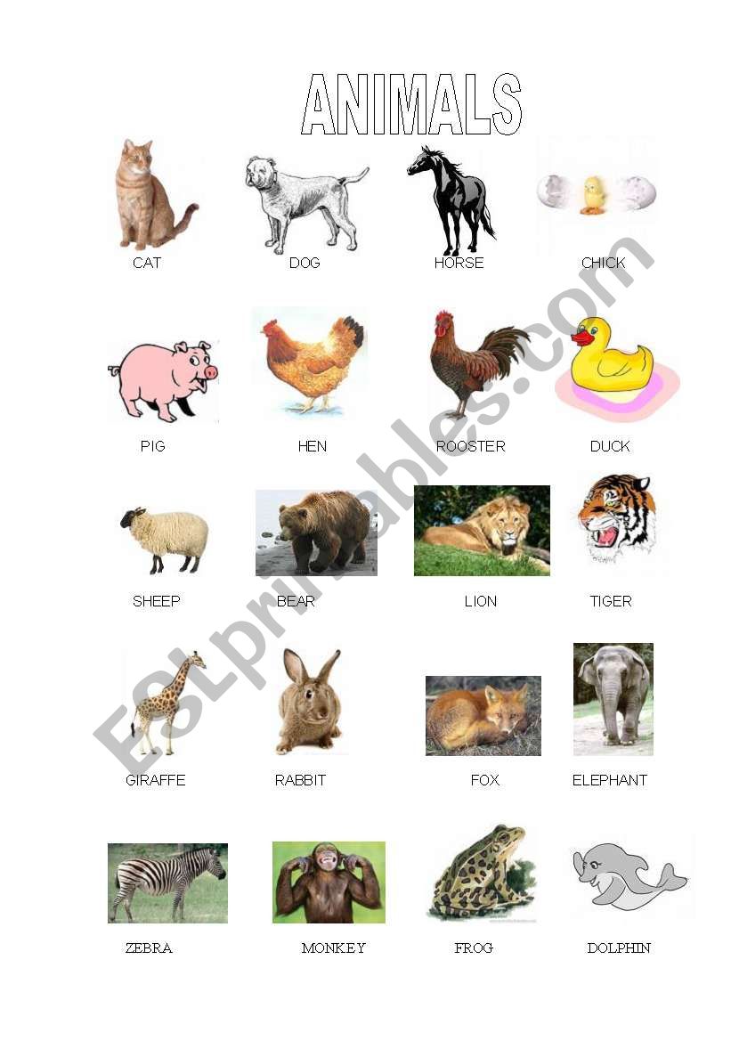 ANIMALS worksheet