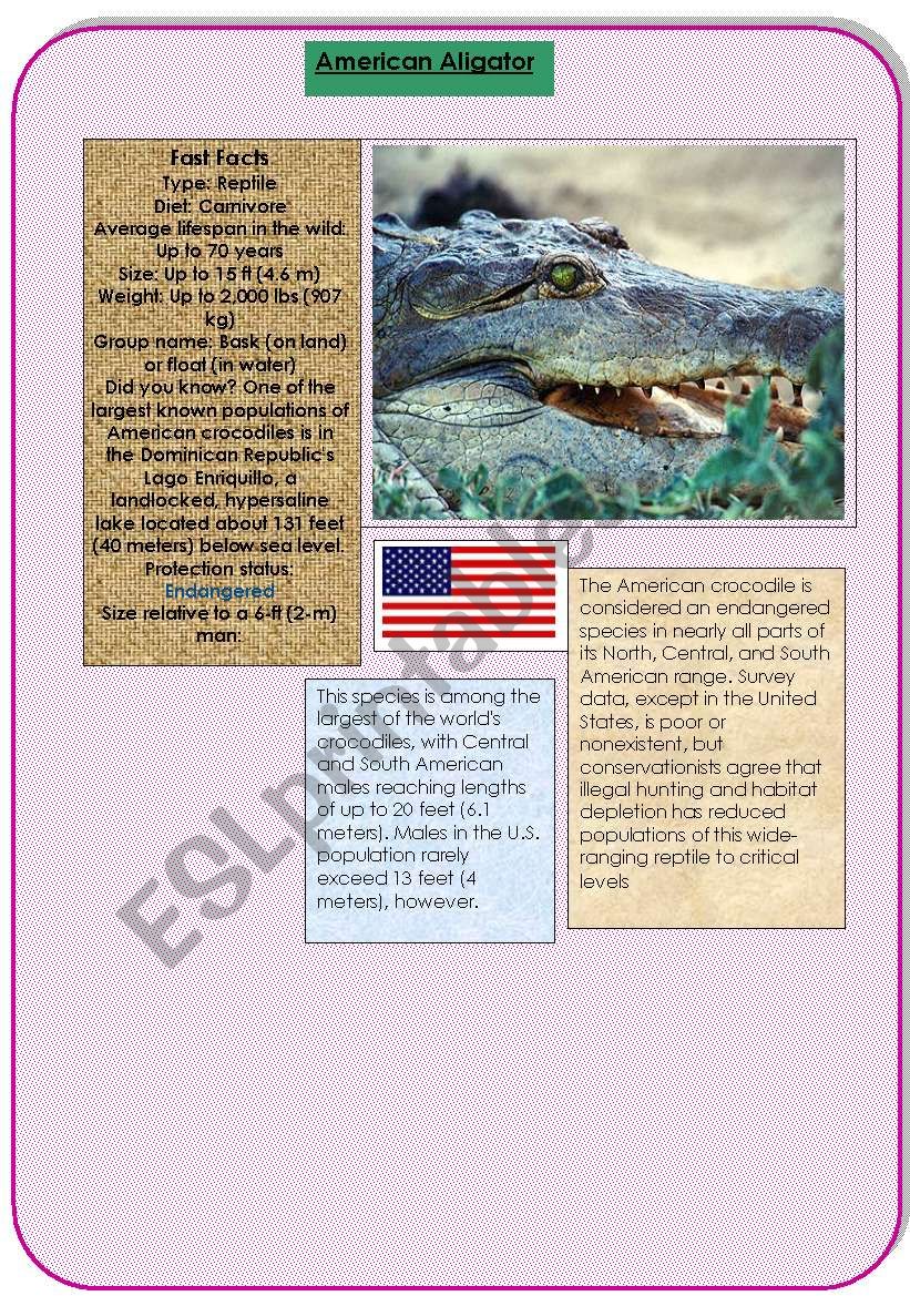 the American aligator worksheet