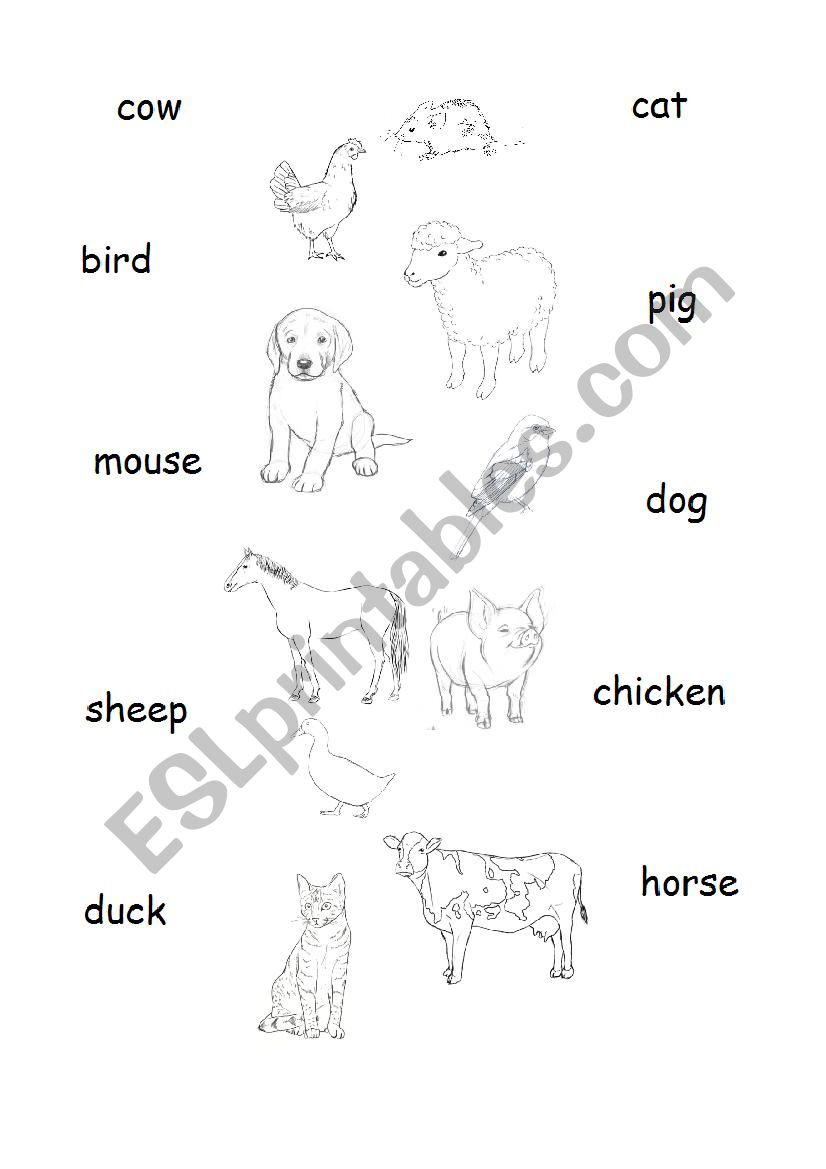 Connect an animal with a word worksheet