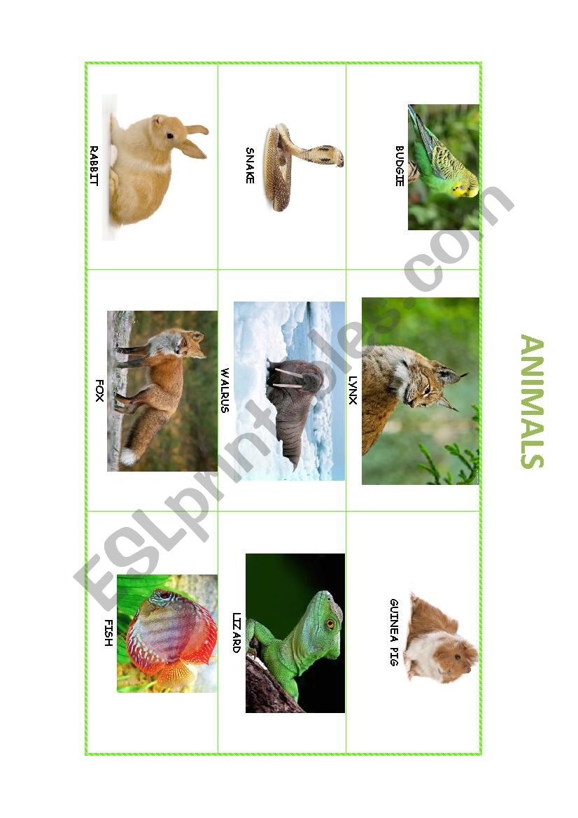 ANIMALS PICTIONARY PART 1 worksheet