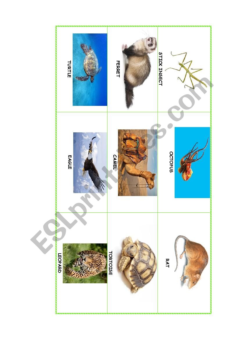 ANIMALS PICTIONARY PART 2 worksheet