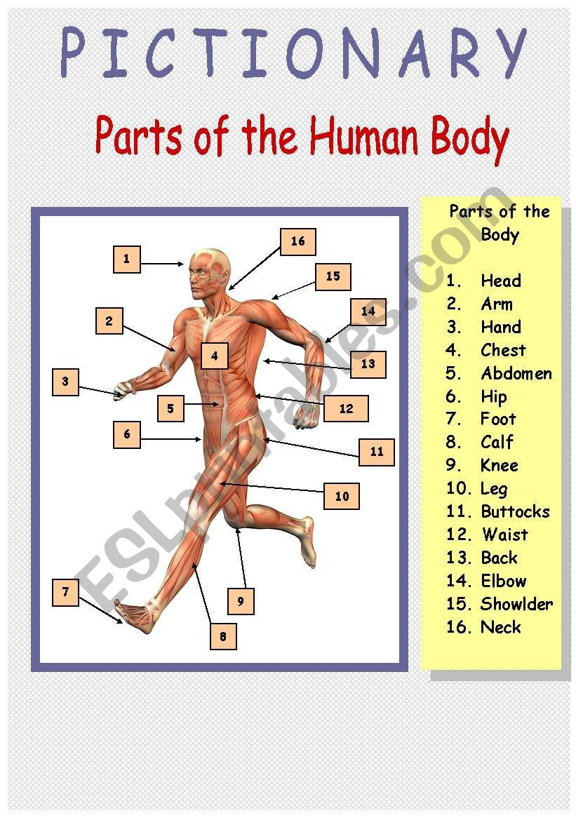 Human Body (Inside and Outside) (4/4) Pictionary