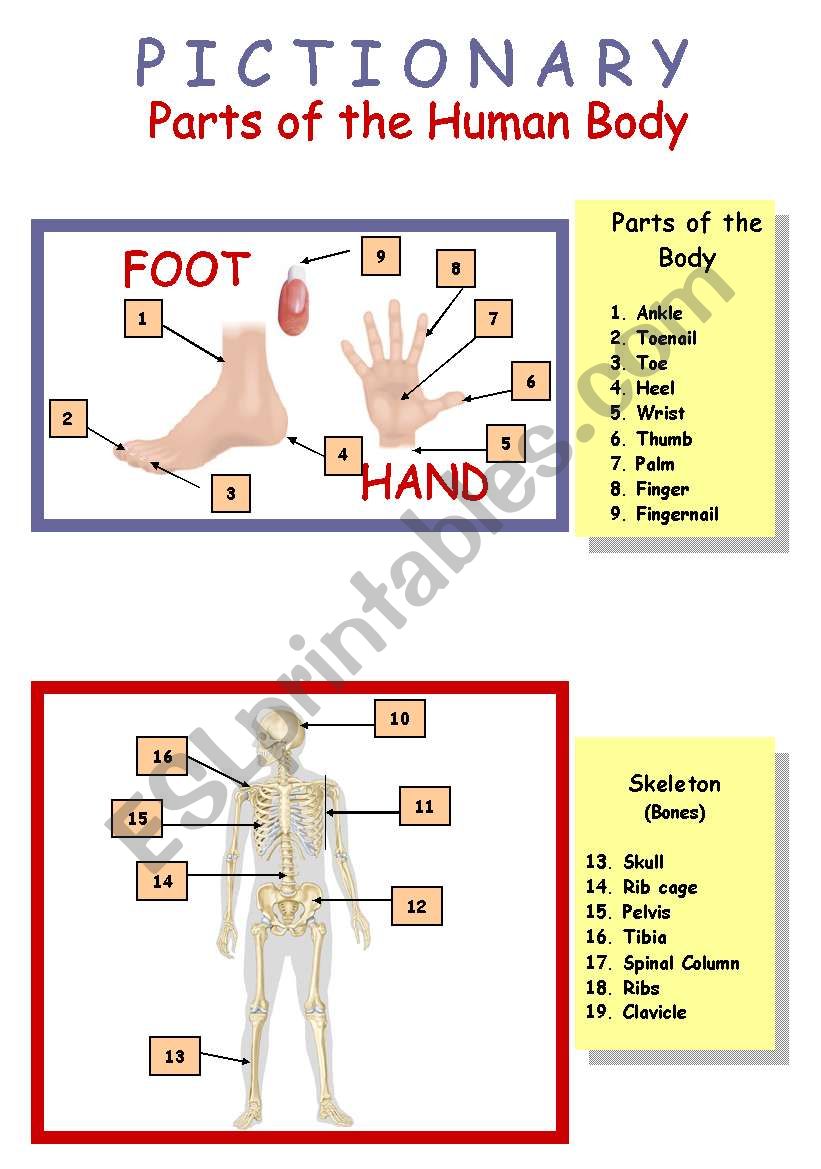 Human Body (inside and ouside) 2/4 Pictionary