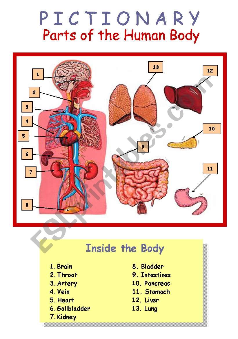 Human Body (inside and outside) 3/4 Pictionary