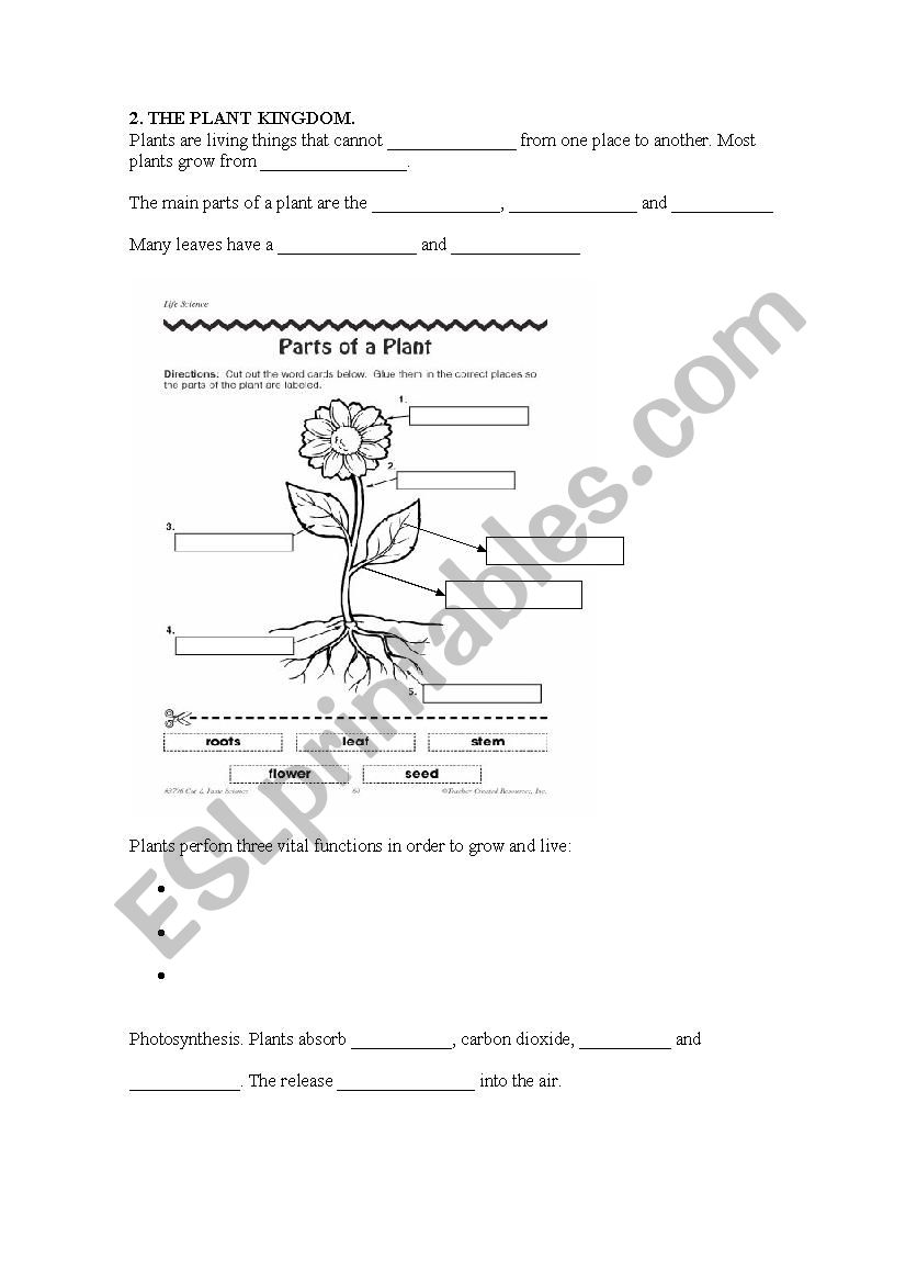 The plant kingdom worksheet