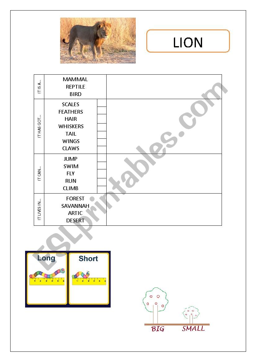 DESCRIBING ANIMALS worksheet