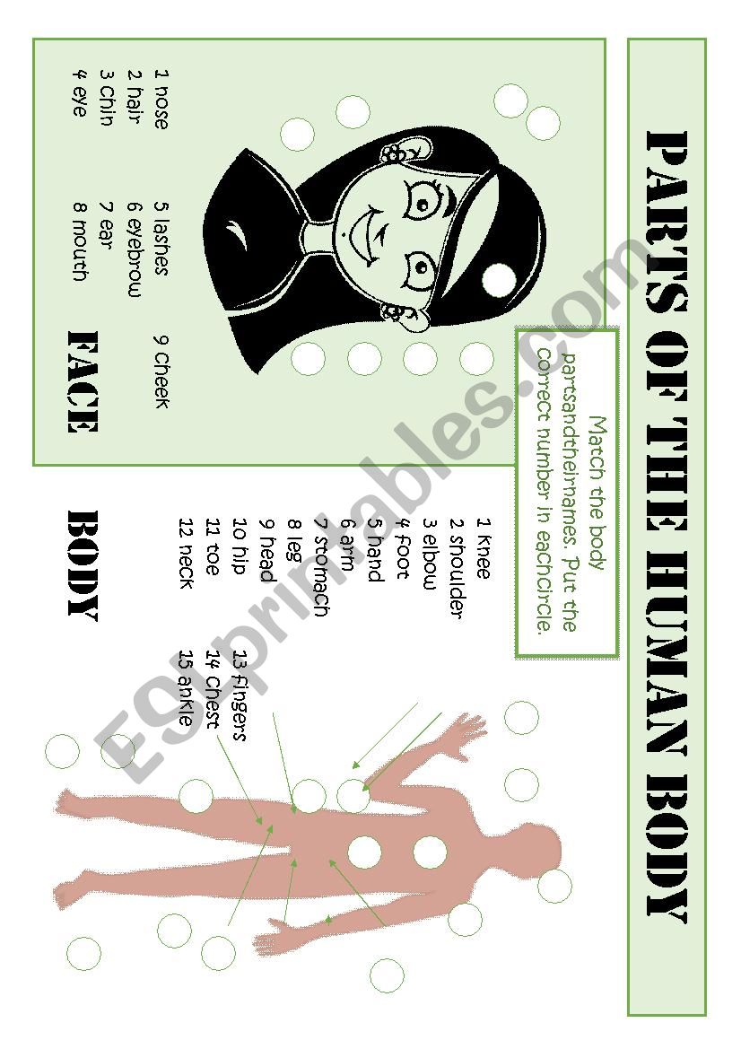 Parts of the human body worksheet