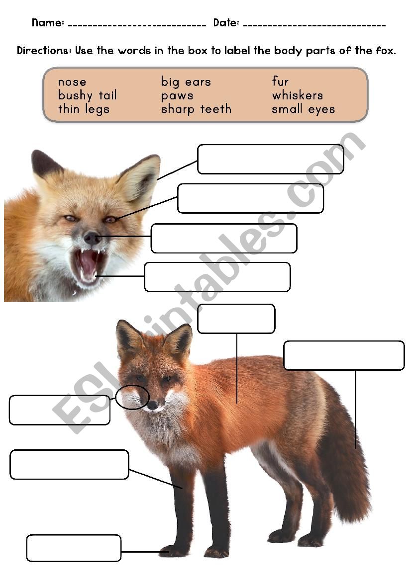 Fox Animal Body Parts worksheet