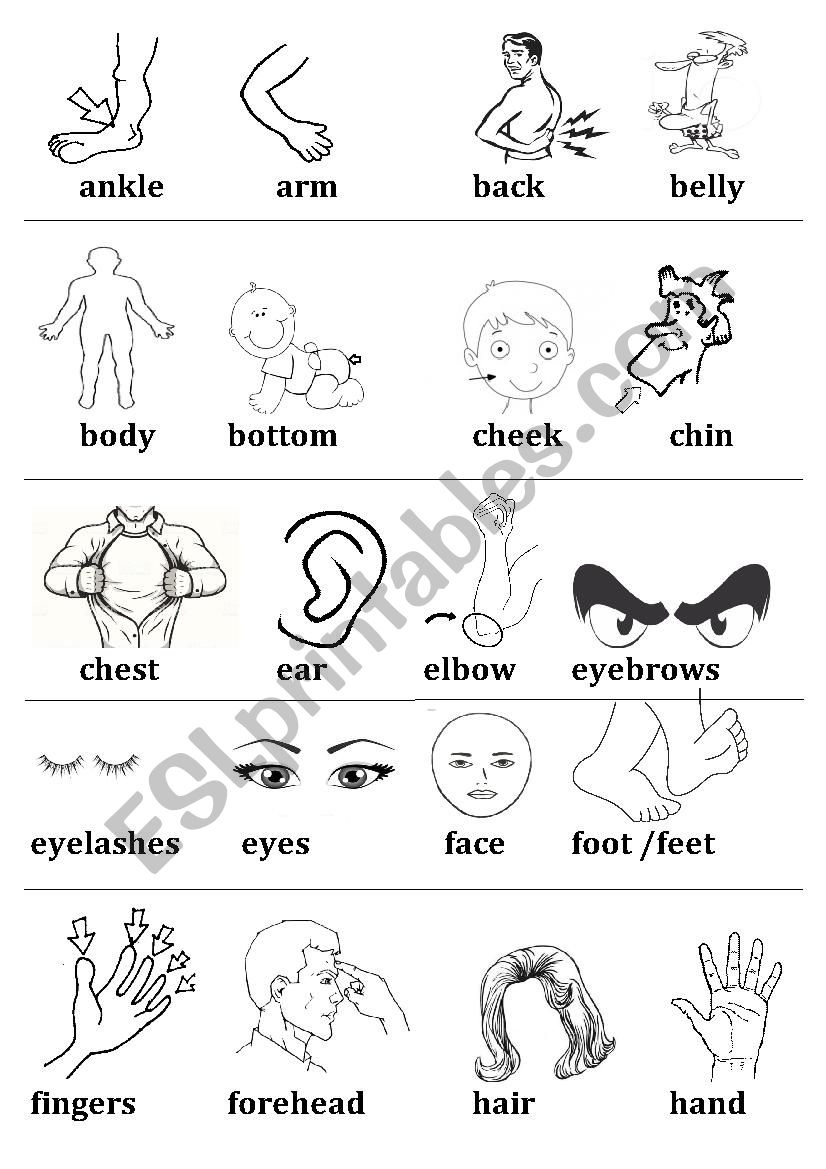 Body Parts Vocabulary worksheet