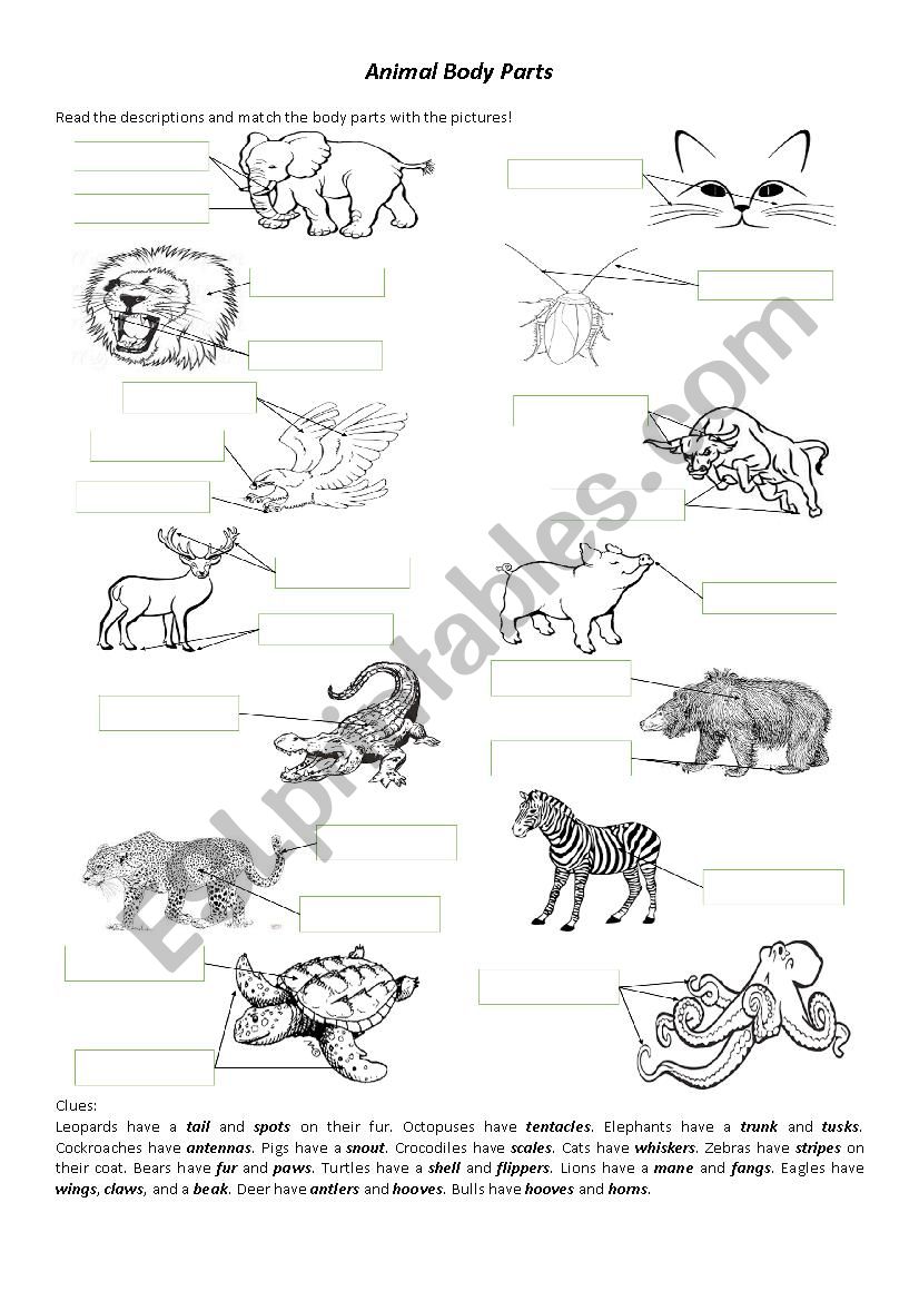 Animal Body Parts worksheet