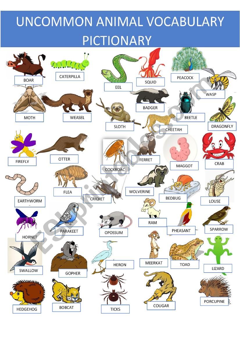 Uncommon Animal Vocabulary Pictionary  Part 1 of a 3 set exercise