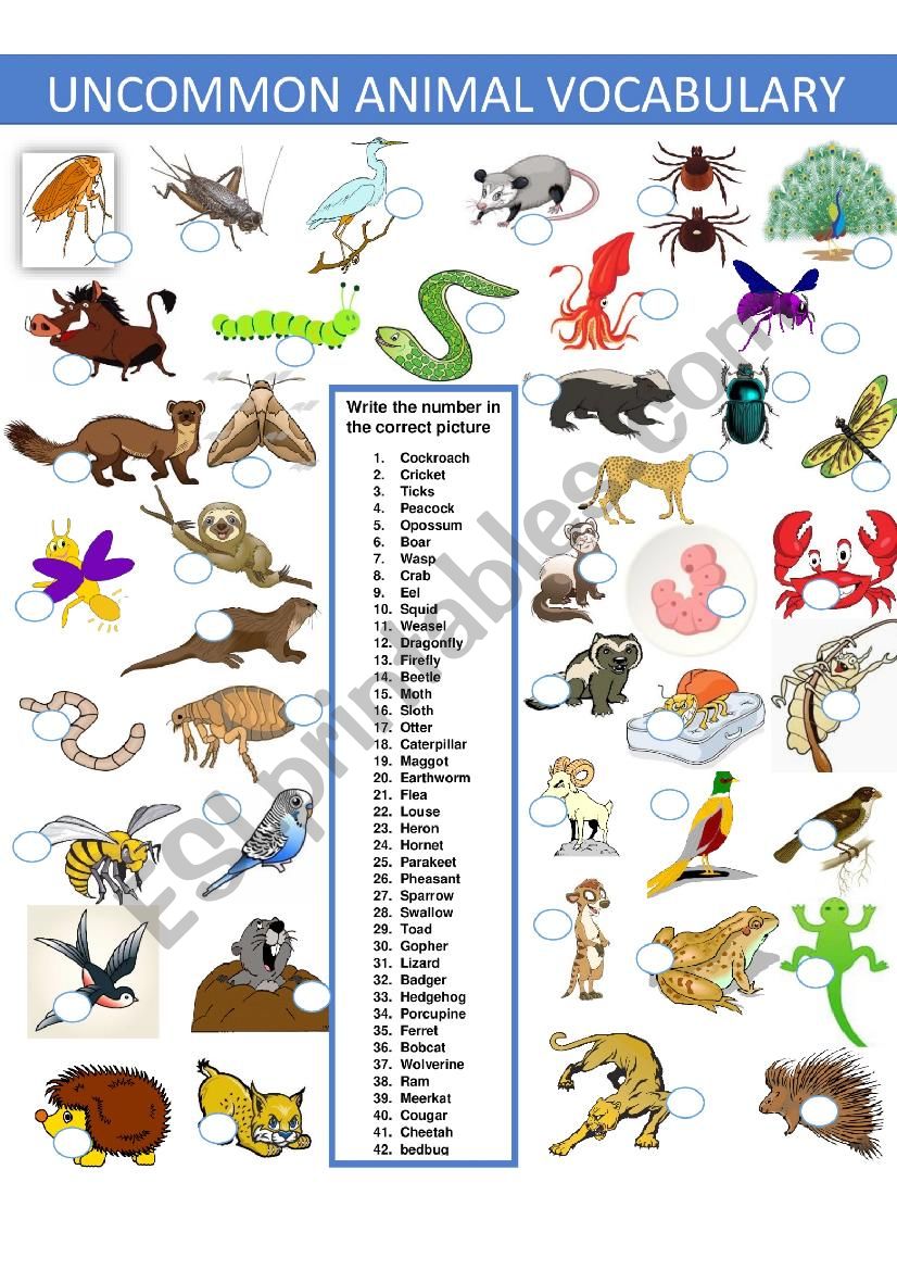 Uncommon Animal Vocabulary MatchingPart 2of a 3 set exercise