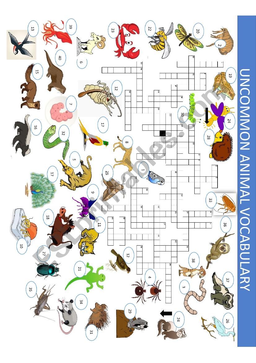 Uncommon Animal Vocabulary CROSSWORD Part 3 of a 3 set exercise 